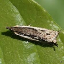 Attēlu rezultāti vaicājumam “Ancylis apicella”