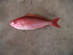 Image result for Rhomboplites aurorubens