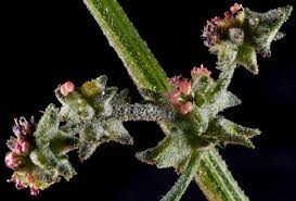 Attēlu rezultāti vaicājumam “Atriplex patula fruit”