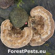 Attēlu rezultāti vaicājumam “Trametes hirsuta”