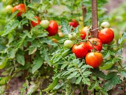 Image result for Tomate