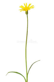 Attēlu rezultāti vaicājumam “Leontodon autumnalis”