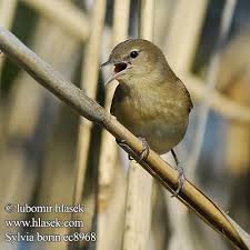 Attēlu rezultāti vaicājumam “Sylvia borin adult”