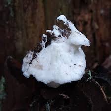 Attēlu rezultāti vaicājumam “Inonotus leporinus”