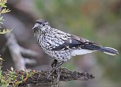 Attēlu rezultāti vaicājumam “Nucifraga caryocatactes”