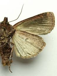 Attēlu rezultāti vaicājumam “Diarsia florida”