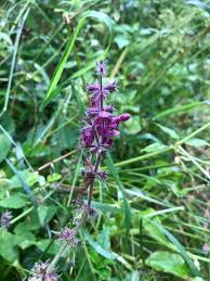 Attēlu rezultāti vaicājumam “Stachys sylvatica bud”