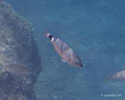 Image result for Oblada melanurus