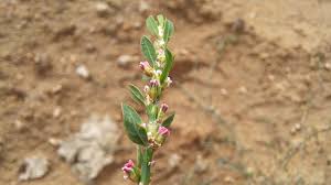 Attēlu rezultāti vaicājumam “Polygonum arenastrum flower”