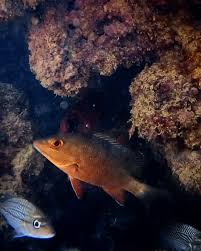 Image result for Lutjanus alexandrei