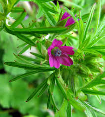 Attēlu rezultāti vaicājumam “Geranium dissectum leaf”