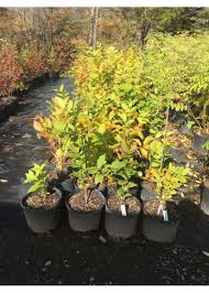 Attēlu rezultāti vaicājumam “Calycanthus floridus”