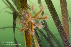 Attēlu rezultāti vaicājumam “Physarum penetrale stalked”