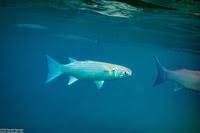 Image result for Crenimugil seheli