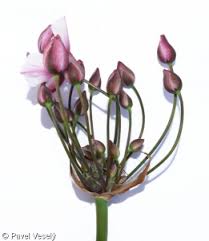 Attēlu rezultāti vaicājumam “Butomus umbellatus bud”