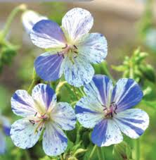 Image result for Geranium pratense