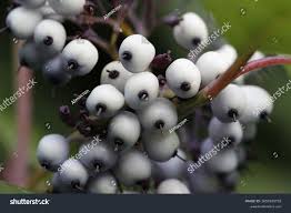 Attēlu rezultāti vaicājumam “Symphoricarpos albus fruit”