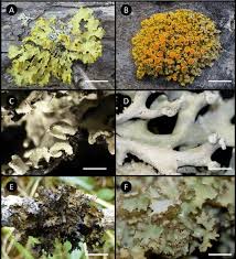 Attēlu rezultāti vaicājumam “Vulpicida pinastri”