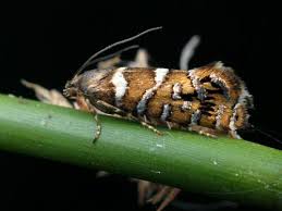 Attēlu rezultāti vaicājumam “Glyphipterigidae”