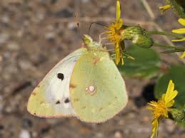 Attēlu rezultāti vaicājumam “Colias croceus”