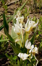 Attēlu rezultāti vaicājumam “Colchicum szovitsii subsp. szovitsii”