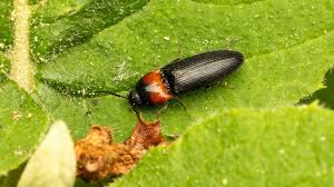 Attēlu rezultāti vaicājumam “Ampedus sanguinolentus”