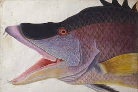 Image result for Lachnolaimus maximus