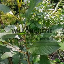 Attēlu rezultāti vaicājumam “Frangula alnus”