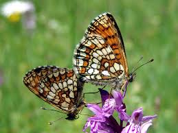 Attēlu rezultāti vaicājumam “Mellicta athalia”