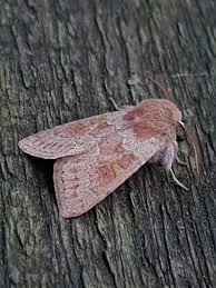 Attēlu rezultāti vaicājumam “Orthosia miniosa”