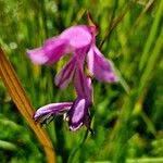 Attēlu rezultāti vaicājumam “Gladiolus imbricatus fruit”