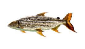 Image result for Goliath Tigerfish