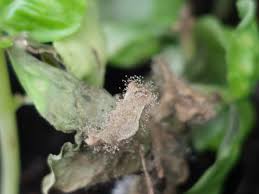 Attēlu rezultāti vaicājumam “Trichia botrytis var. cerifera stalked”