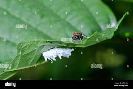Attēlu rezultāti vaicājumam “Eriocampa ovata larva”