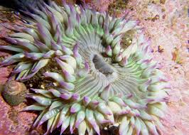 Attēlu rezultāti vaicājumam “Tranzschelia anemones”