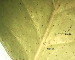 Attēlu rezultāti vaicājumam “Vaccinium vitis-idaea leaf”