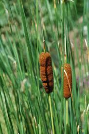 Image result for Rohrkolben