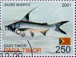 Image result for Bagre marinus