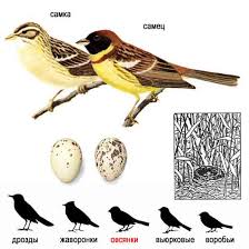 Image result for Emberiza aureola