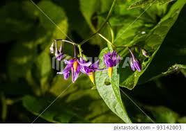 Attēlu rezultāti vaicājumam “Solanum dulcamara flower”