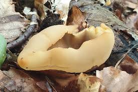 Attēlu rezultāti vaicājumam “Peziza flavida”