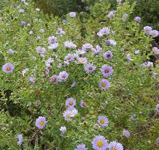 Attēlu rezultāti vaicājumam “Symphyotrichum x salignum leaf”