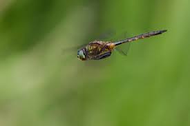 Attēlu rezultāti vaicājumam “Somatochlora flavomaculata”