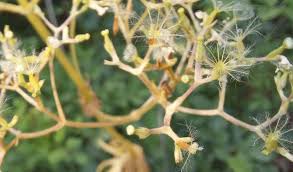 Attēlu rezultāti vaicājumam “Valeriana officinalis fruit”