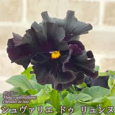 「ロラン・シュヴァリエ」の画像検索結果