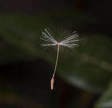 Attēlu rezultāti vaicājumam “Taraxacum officinale aggr. fruit”
