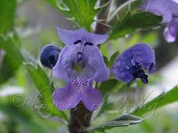 Image result for Dracocephalum moldavicum