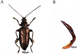 Attēlu rezultāti vaicājumam “Donacia”