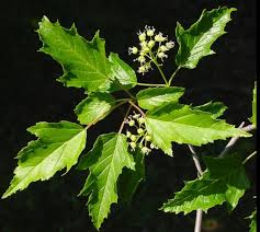 Attēlu rezultāti vaicājumam “Acer tataricum subsp. ginnala leaf”
