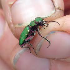 Attēlu rezultāti vaicājumam “Cicindela campestris”